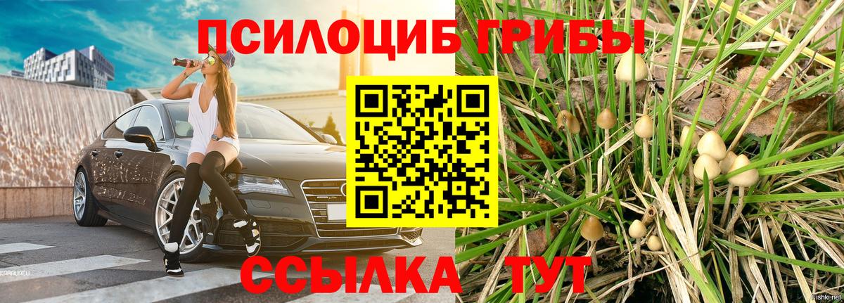 Псилоцибиновые грибы Cubensis Киров